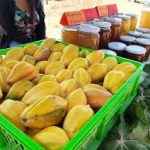 papayas cobquecura trehuaco coelemu 2