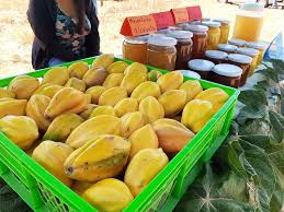 papayas cobquecura trehuaco coelemu 2